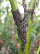 Giant willow aphid (Tuberolachnus salignus) on Willow (Salix daphnoides) - RHS / Andrew Halstead